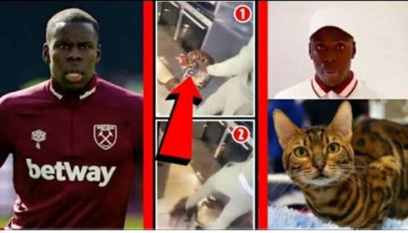 West ham Kurt Zouma cat video